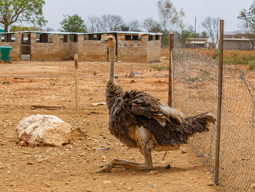 JK Ostriches Farm