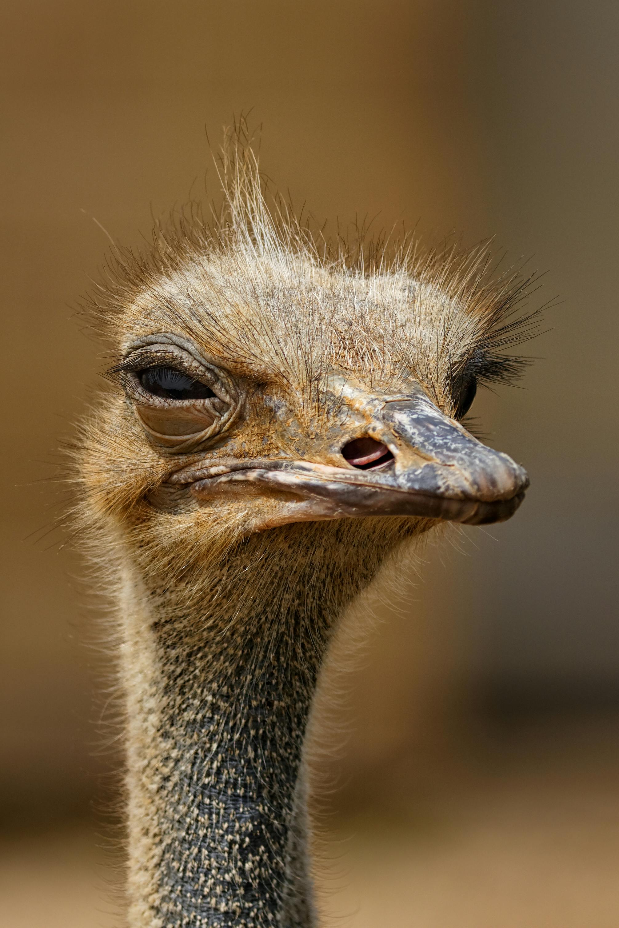 Ostriches in a field