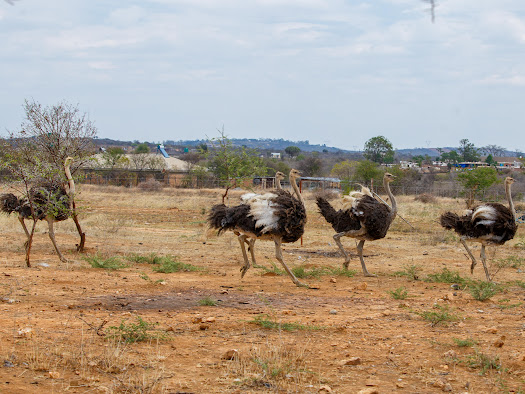 Dancing Ostriches
